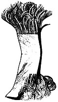 Image B: A simple sketch of a lamp mat in its beginning stages.